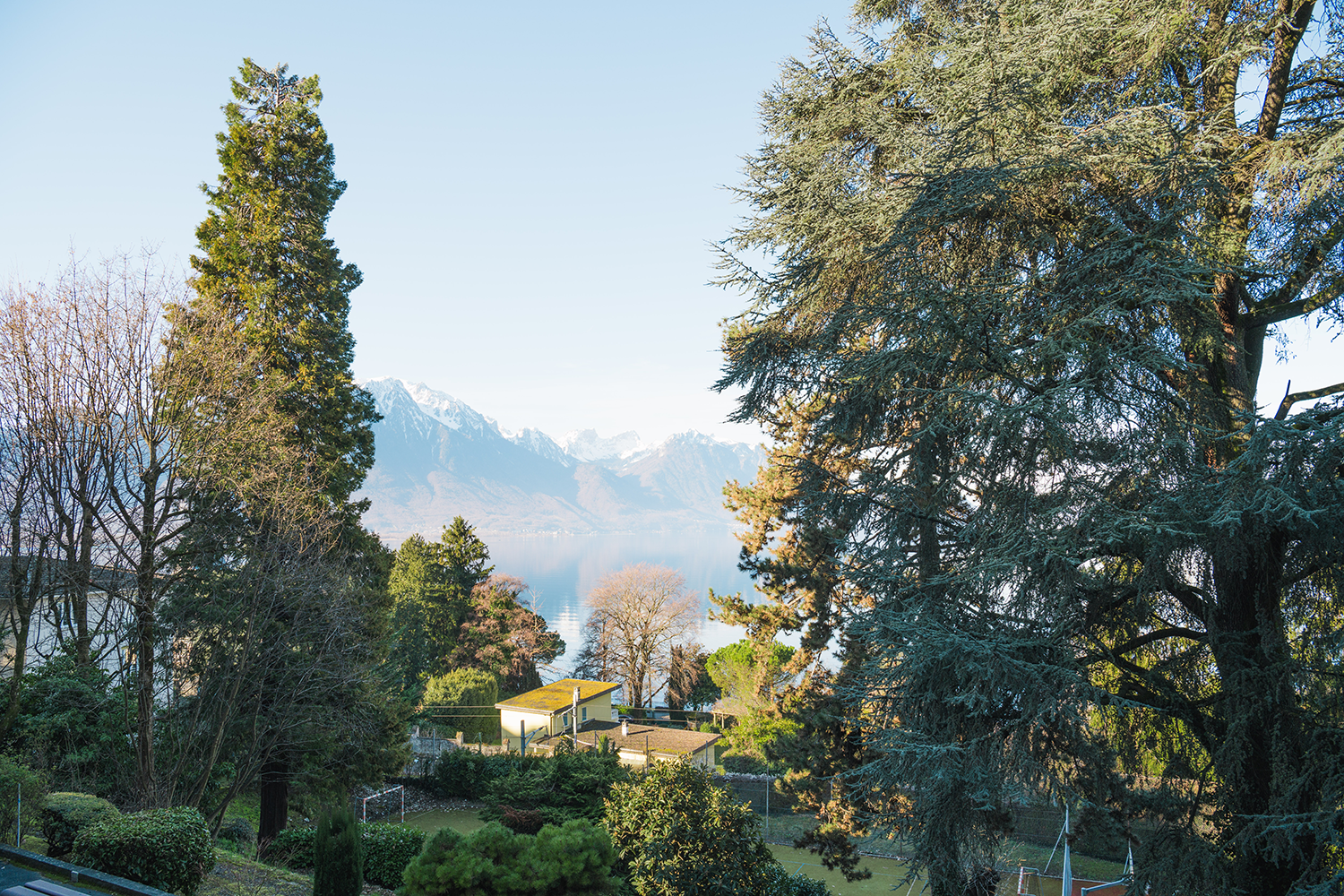 Lake Léman and the Alps seen through the campus trees